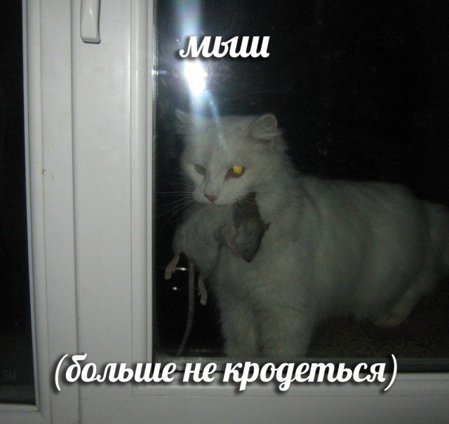 Немного странного юмора на вечер
