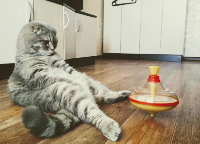 Прикольных котов пост