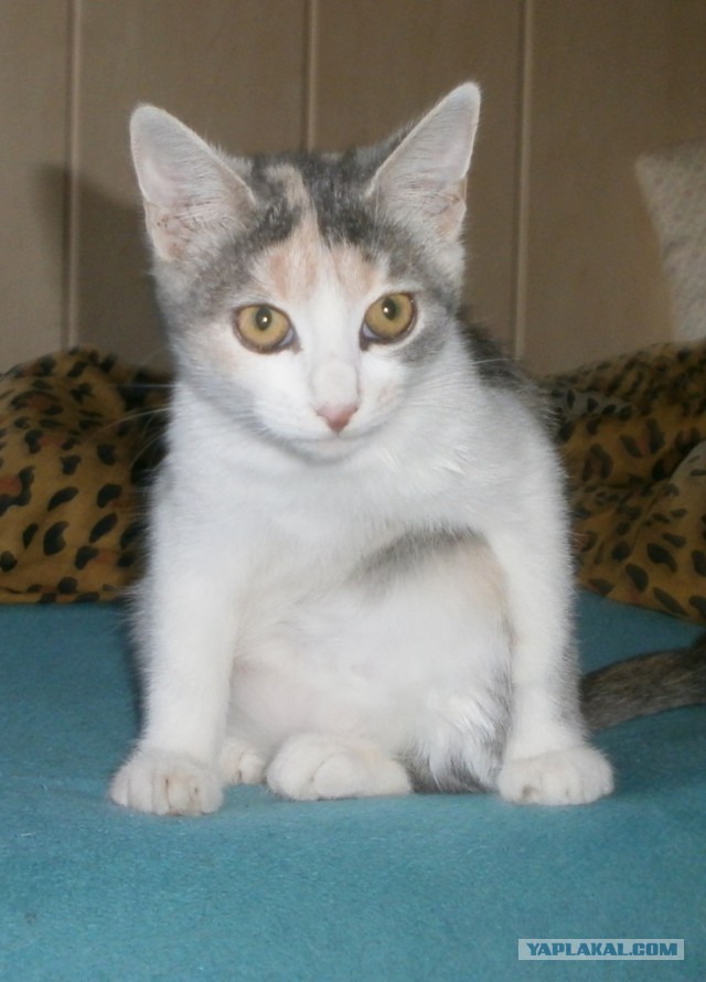Котовторник (20.11.18)