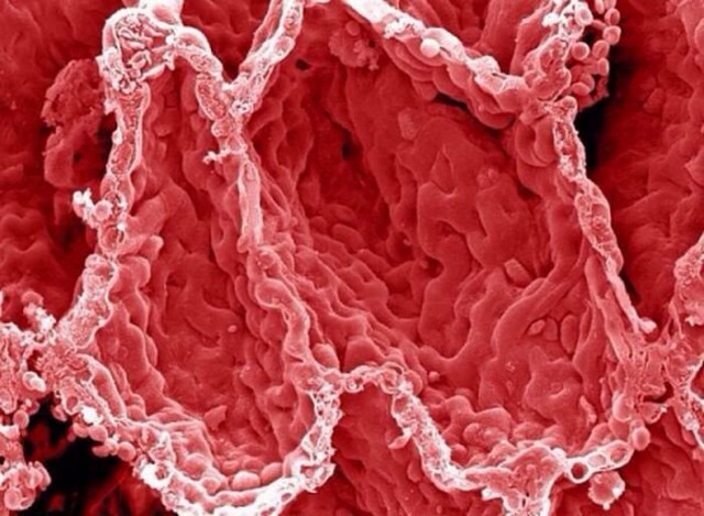 Давненько не было микро. Вообщем "Под микроскопом"