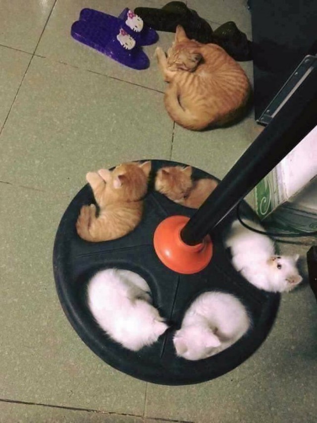 Прикольных котов пост