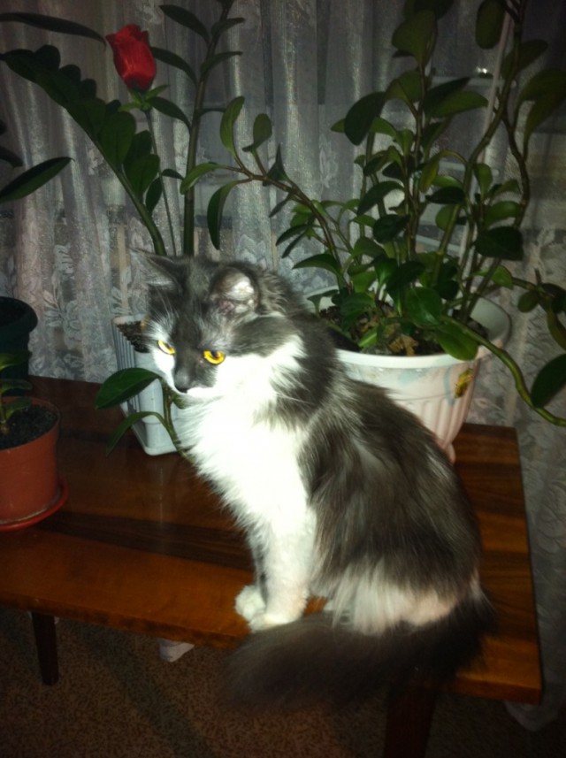 Котовторник 8 мая 2012