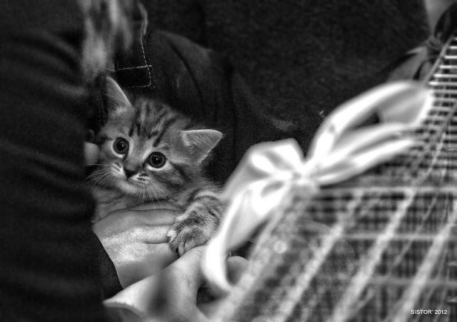 Котовторник на 26.06.12