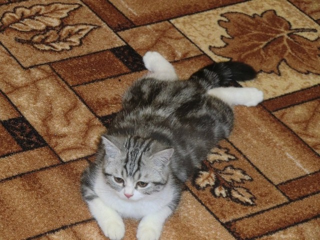 Котовторник  16.10.12