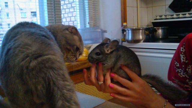 Котовторник 30.10.2012