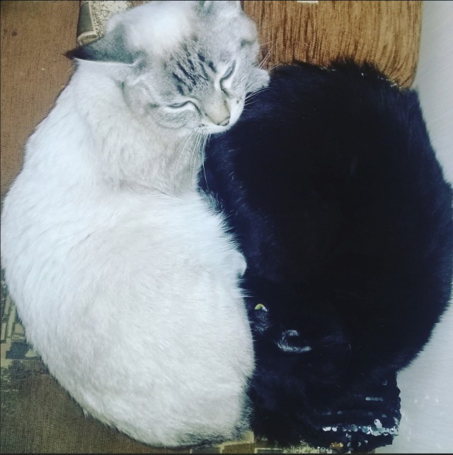 Забавные фото котеек