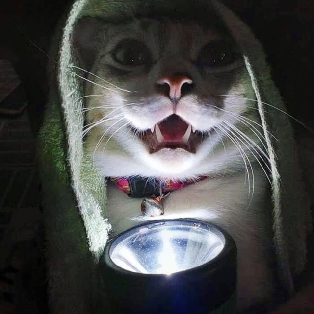 Забавные фото котеек
