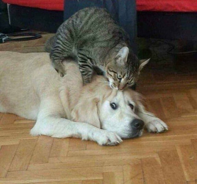 Уже не котовторник, но еще и не собакочетверг