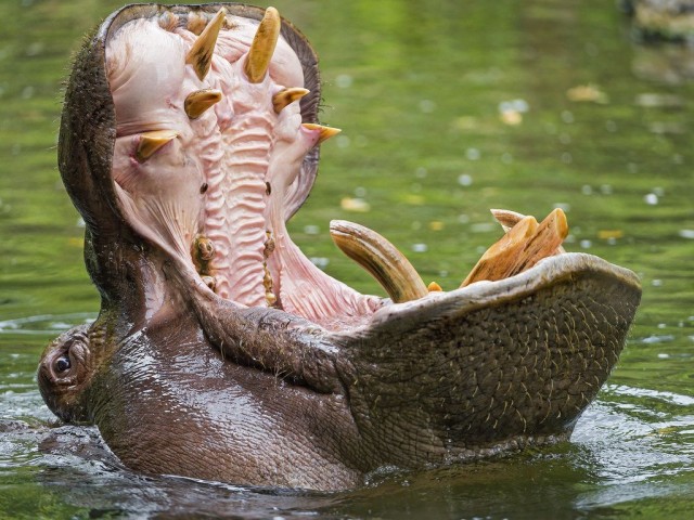 Турок и мясо