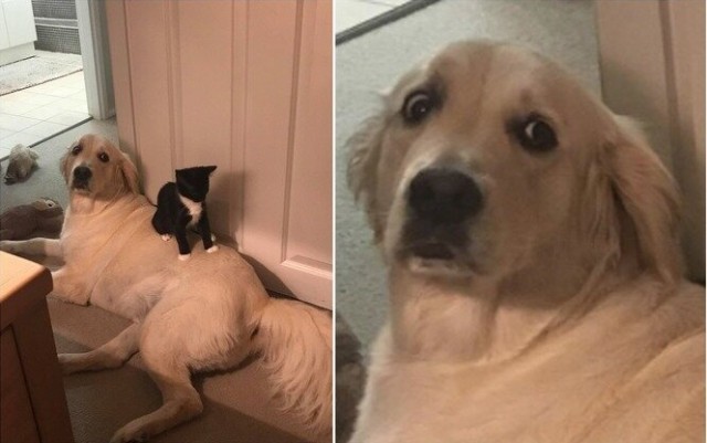 Уже не котовторник, но еще и не собакочетверг
