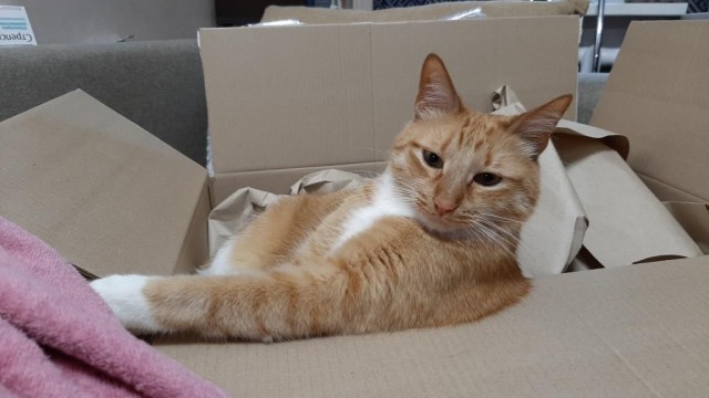 Давайте по котикам, которые с нами на самоизоляции