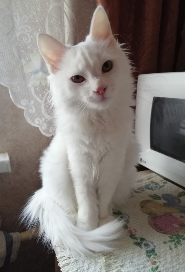 Коты, которые нас порадовали!