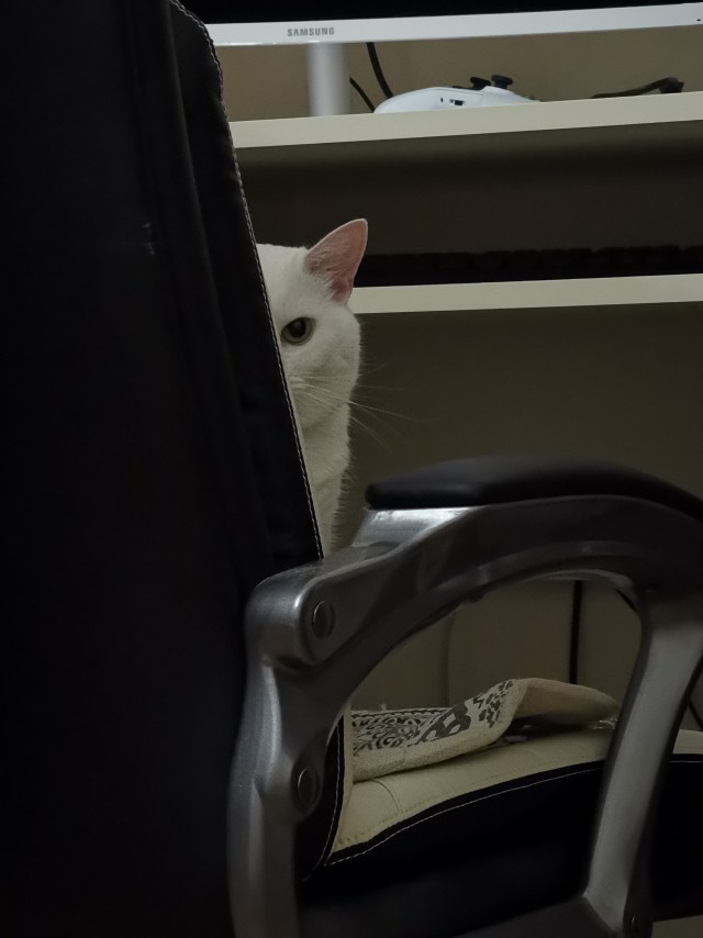Наглая кошка попыталась выгнать хозяина со стула
