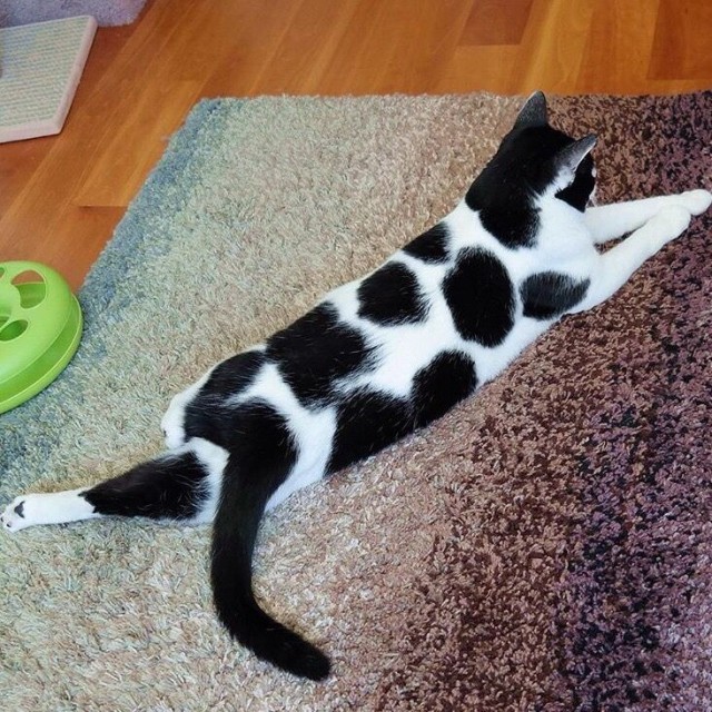 Забавные животные