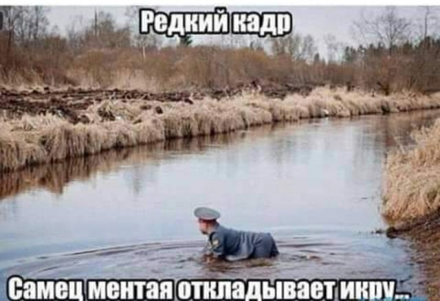 Юмор в картинках