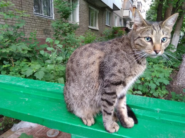 Чуток картинок не про вирус  18.0.  Животные