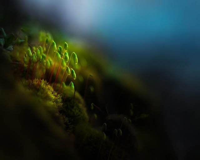 Лучше работы макросъемки Close-Up Photography Awards-2020