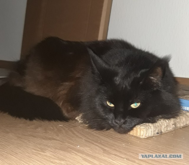 Счастливая семейная пара,кот Джокер и его жена Тиффани