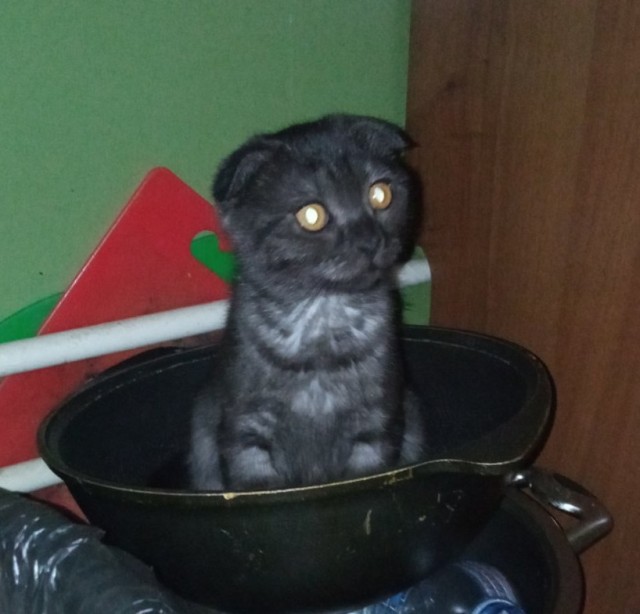 Котовторнику быть!