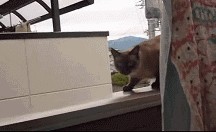 Кот - летяга