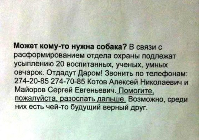 Как собаки служат в армии
