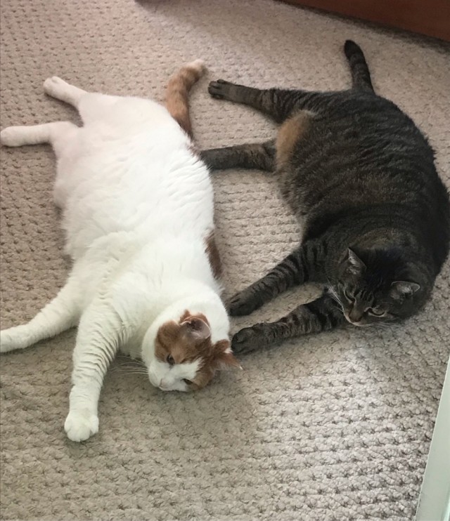 Котовторник (свои добавляем)