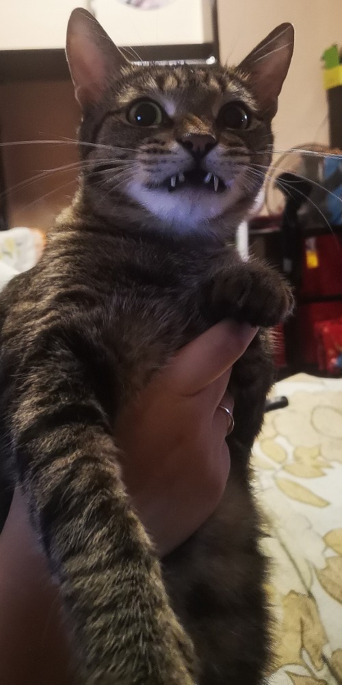 Котовторник