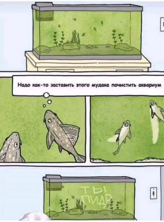 "Купил коту игрушку" и другие картинки