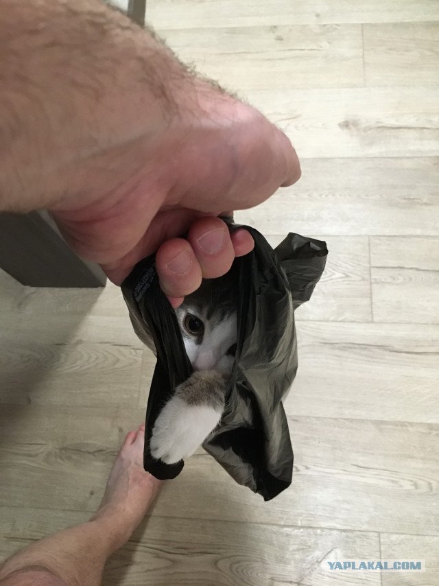 Котовторник 11.01.22