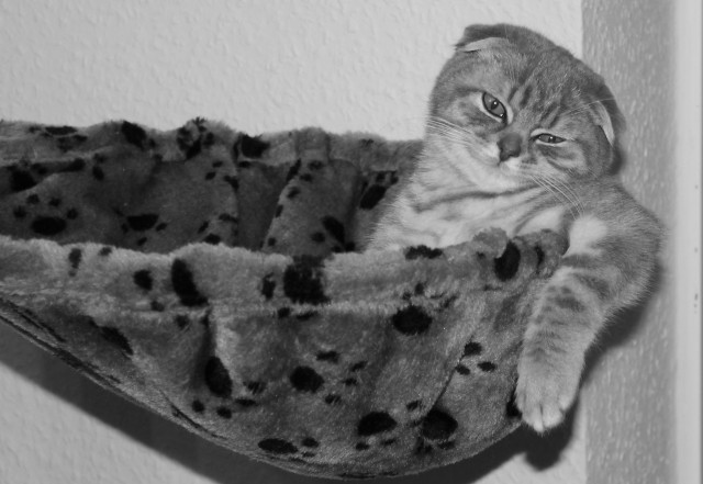 Котовторниковское