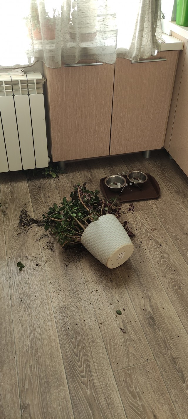 С праздником и котофторником!