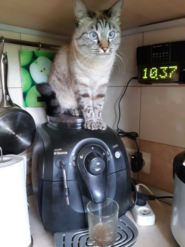 Знакомьтесь, Фрикаделька!