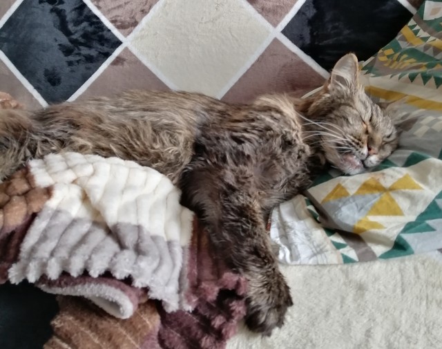 С Котовторником вас! Зовут Чеса!
