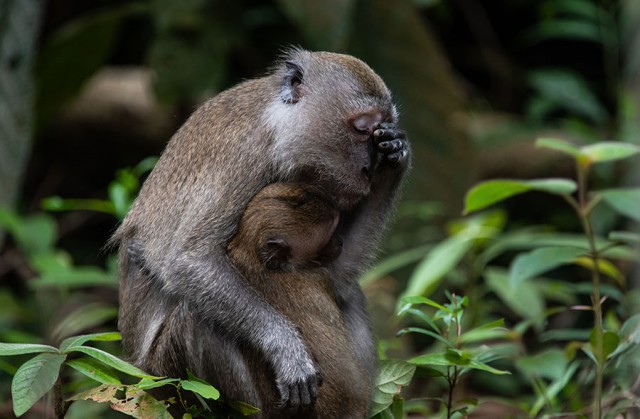Финалисты ежегодной премии Comedy Wildlife Photography Awards