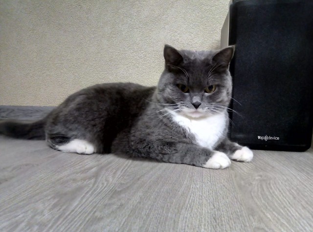 Застукал сегодня кота за нехорошим.
