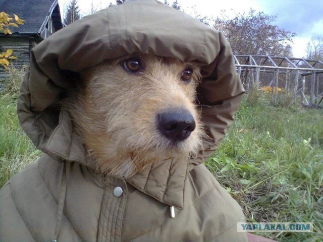 Шарик из Простоквашино