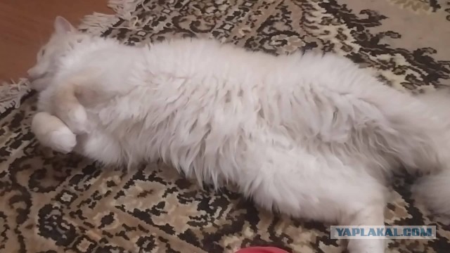 Мурзик