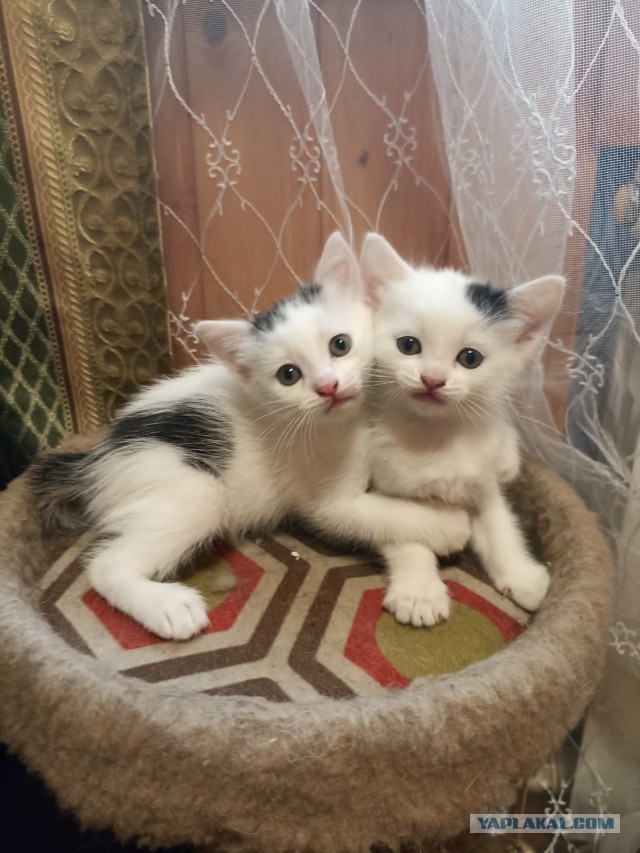 В хорошие руки Инь и Янь