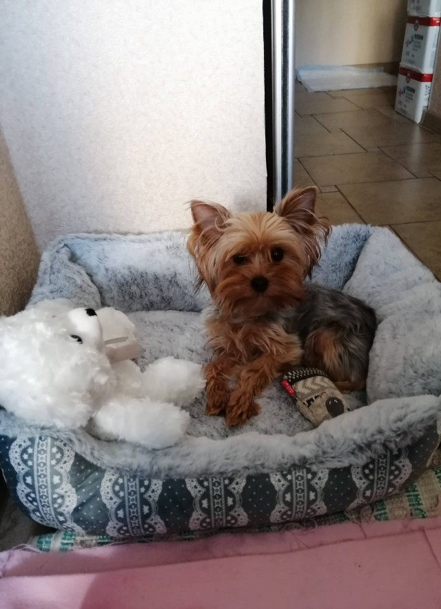 Пипеткина Йорк