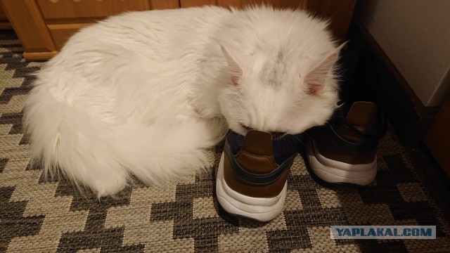 Начинаем котофторник?