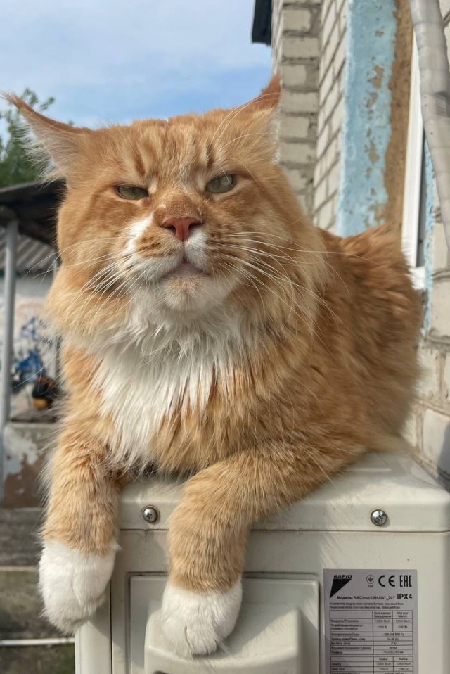 Знакомьтесь, это моя кошечка, зовут Япа