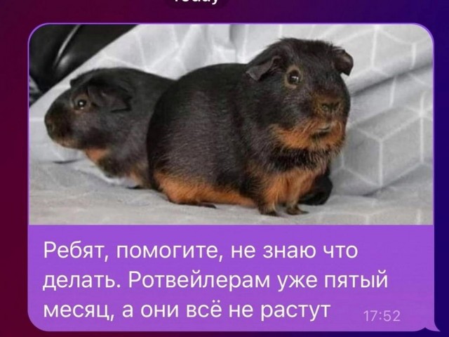 Весёлый полтишок 28.09.23