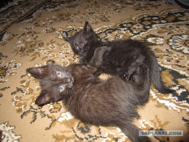 Котовторник  07.05.2013