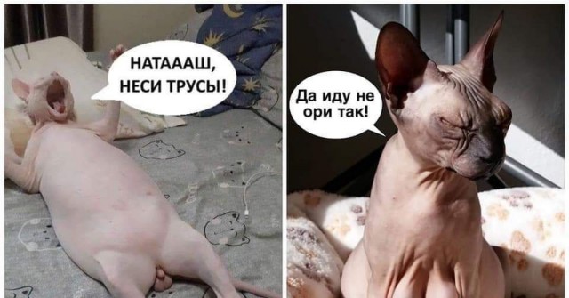 Подборка интересных и веселых картинок 12.02.24