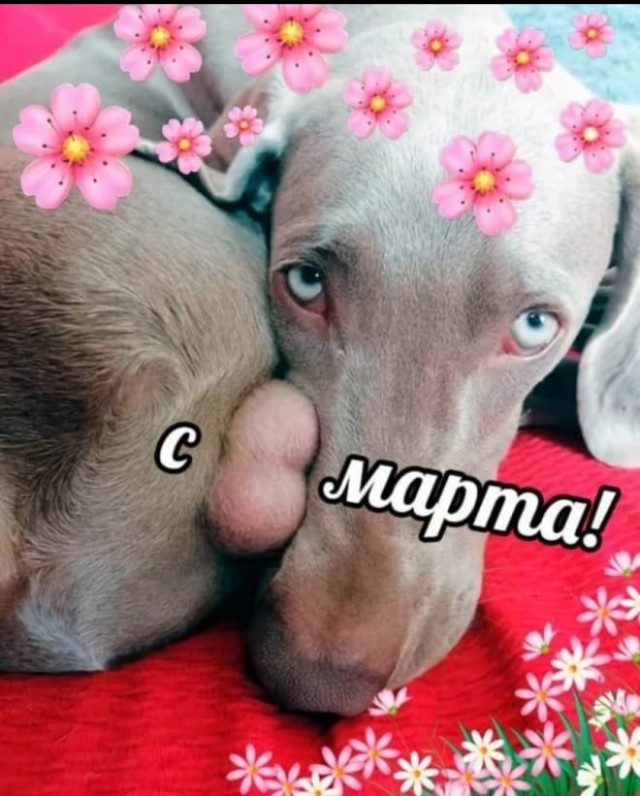 А как спит ваш питомец?