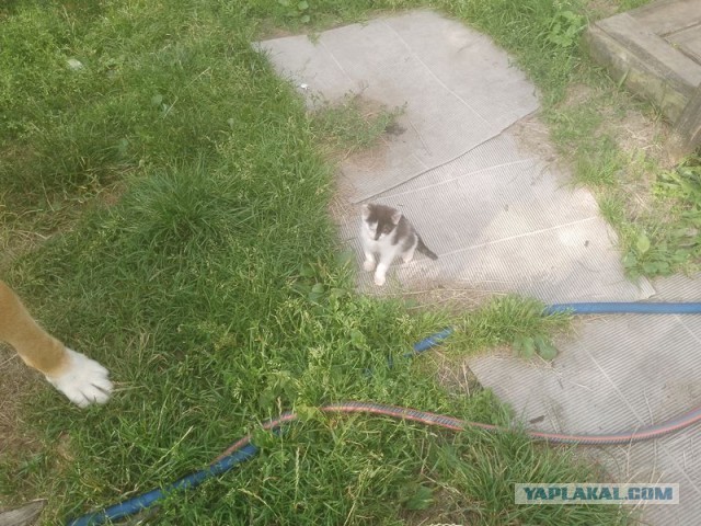 Жизнь домашнего приюта для котеек 504