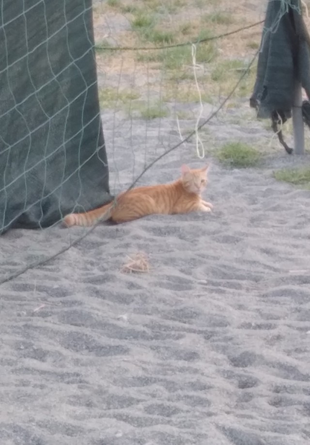 К котовторнику