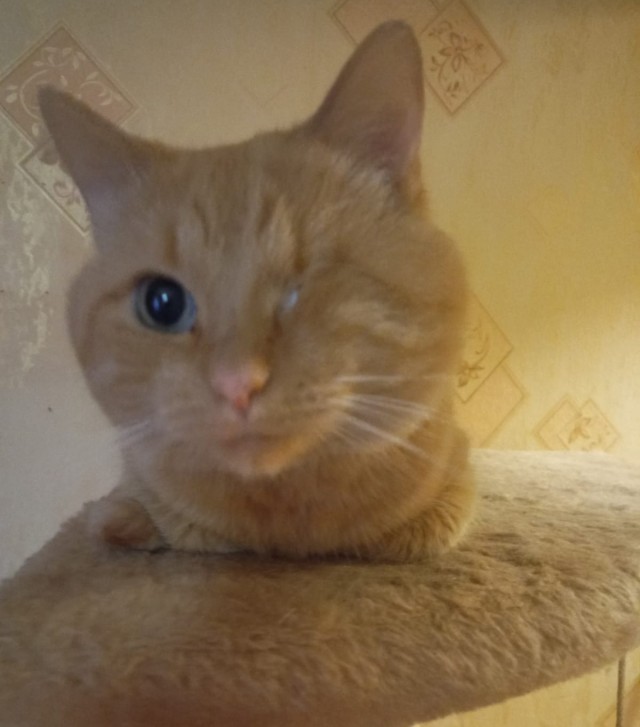 С Котовторником!