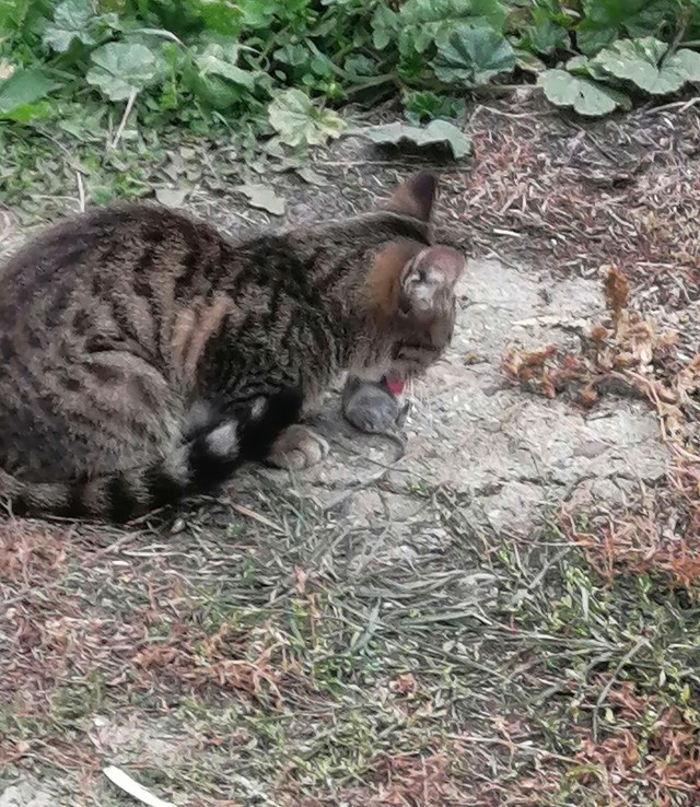 Кот, поймай мышь!