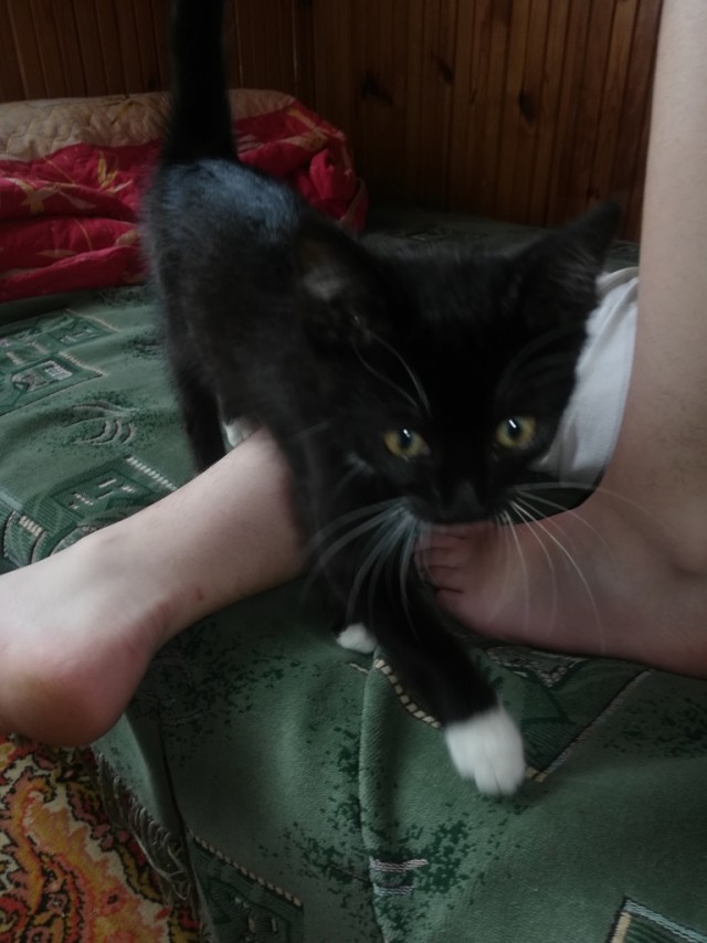 День чёрной кошки отмечается сегодня